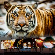 Featured_Everbank_Tiger2sm